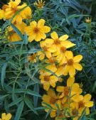 Tagetes lemmonii