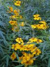 Tagetes lemmonii