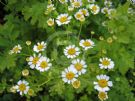 Tanacetum parthenium Aureum