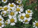 Tanacetum parthenium