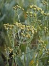 Tanacetum ptarmiciflorum