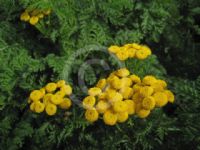 Tanacetum vulgare