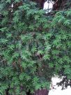 Taxus baccata