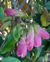 Tecomanthe Roaring Meg