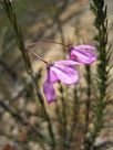 Tetratheca ericifolia