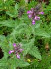 Teucrium argutum