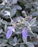 Teucrium fruticans