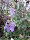 Teucrium fruticans