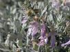 Teucrium fruticans