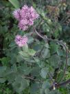 Thalictrum aquilegiifolium