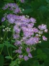 Thalictrum aquilegiifolium