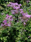 Thalictrum aquilegiifolium