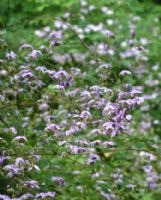 Thalictrum delavayi