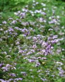 Thalictrum delavayi