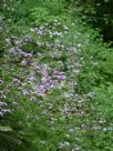 Thalictrum delavayi