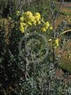 Thalictrum flavum glaucum