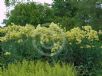 Thalictrum flavum glaucum