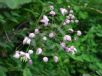 Thalictrum rochebruneanum