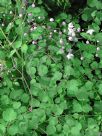 Thalictrum rochebruneanum