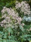 Thalictrum rochebruneanum