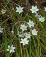 Thelionema umbellatum