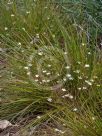 Thelionema umbellatum