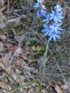 Thelymitra ixioides