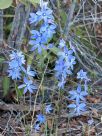 Thelymitra ixioides