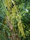 Thrinax parviflora