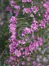 Thryptomene denticulata