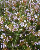 Thryptomene saxicola FC Payne