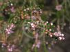 Thryptomene saxicola FC Payne