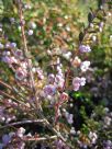 Thryptomene saxicola FC Payne