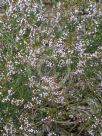 Thryptomene saxicola FC Payne