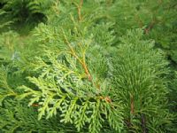 Thuja koraiensis