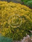 Thuja occidentalis Lutea