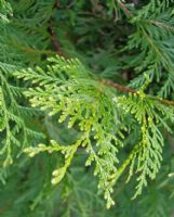 Thuja plicata