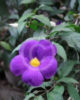 Thunbergia erecta