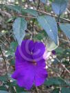 Thunbergia erecta