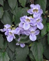 Thunbergia laurifolia