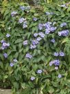 Thunbergia laurifolia