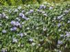 Thunbergia laurifolia