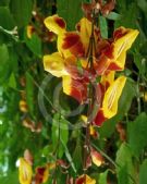 Thunbergia mysorensis