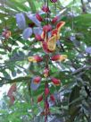 Thunbergia mysorensis