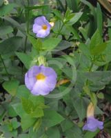 Thunbergia natalensis