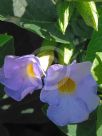 Thunbergia natalensis