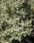 Thymus Silver Posie