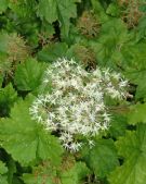 Tiarella cordifolia