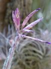 Tillandsia tectorum