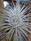 Tillandsia tectorum